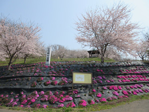 白百合公園の桜と芝桜